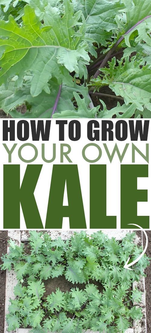 It's easy to grow this leafy green superfood right in your own backyard garden o...