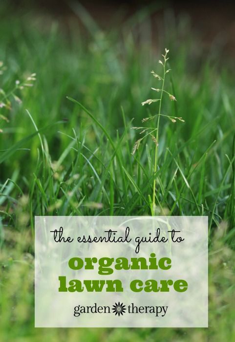 The Essential Organic Lawn Care Guide