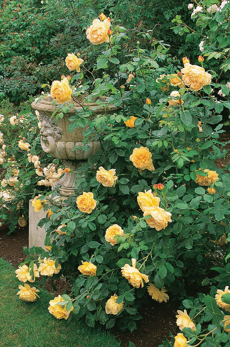Pacific Horticulture Society | David Austin's English Roses for the West Coast