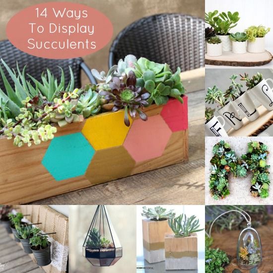 14 Unique Ways to Display Succulents - DIY Candy