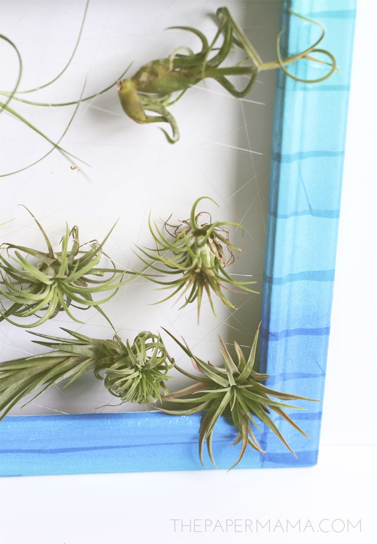 Create a cool frame to display air plants - love this modern home decor idea