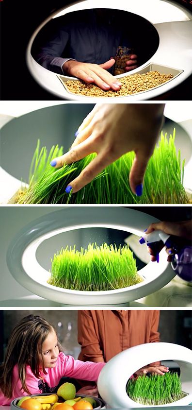This lamp grows wheatgrass using only water and LED light