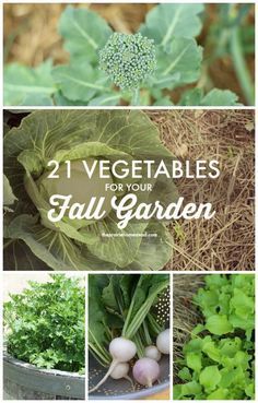 21 Vegetables for the Fall Garden