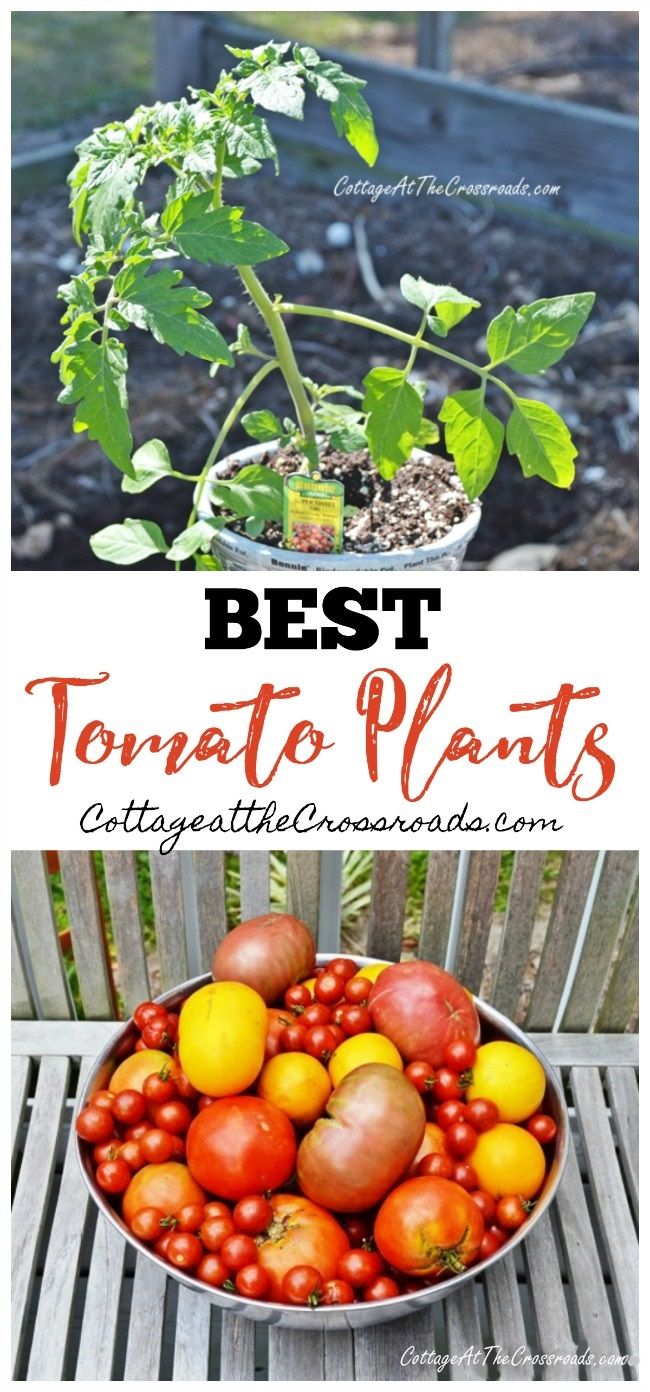 Choosing the Best Tomato Plants - Cottage at the Crossroads