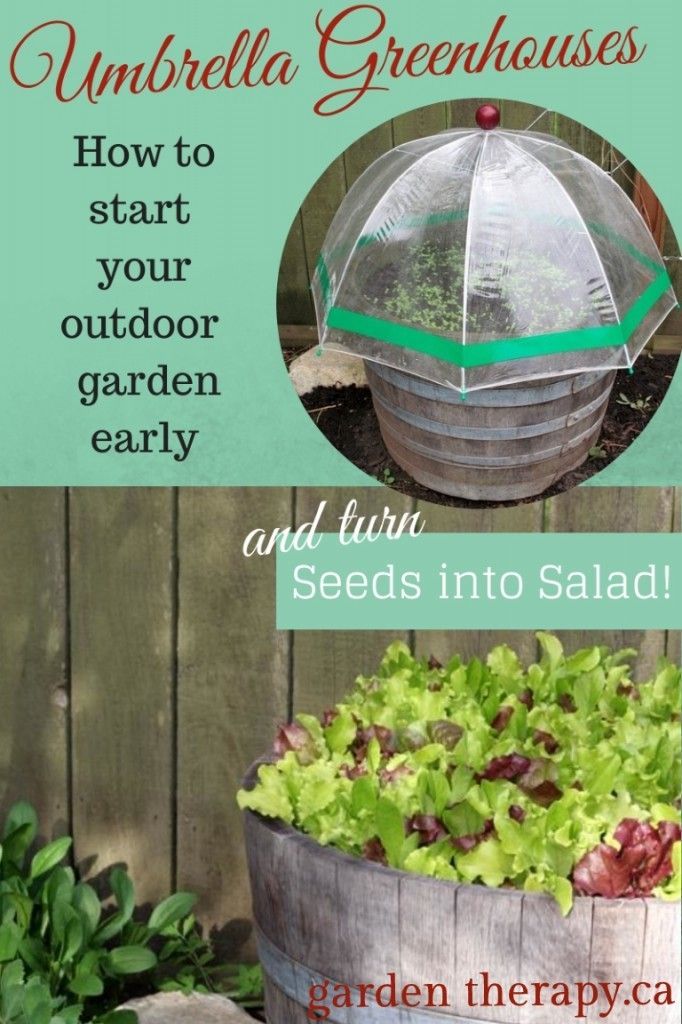 Seed Starting in Mini Greenhouses