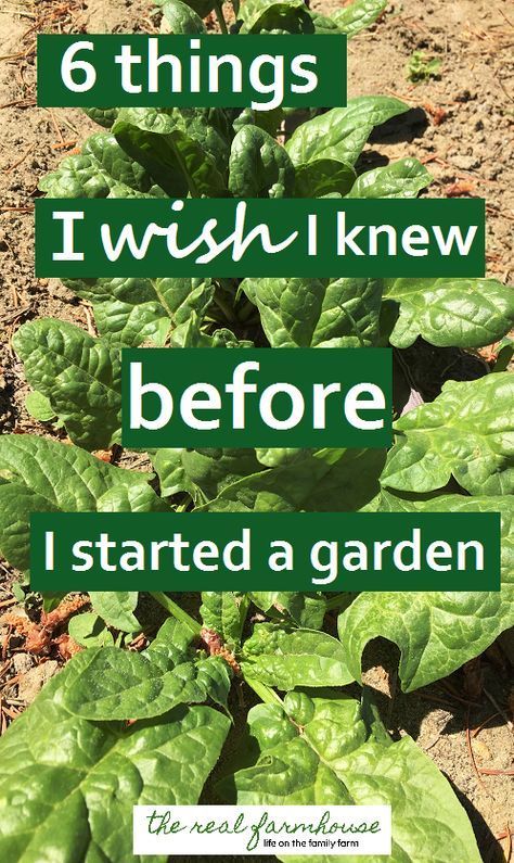 Things I wish I knew before I started a garden